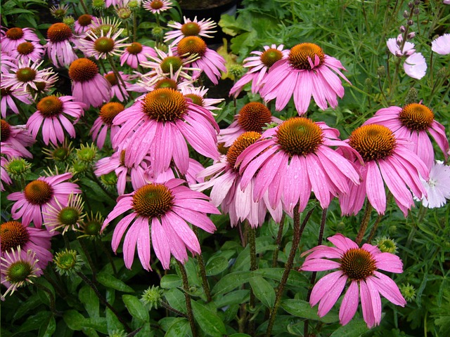 Echinacea purpurea L. une plante majeure de la pharmacopée